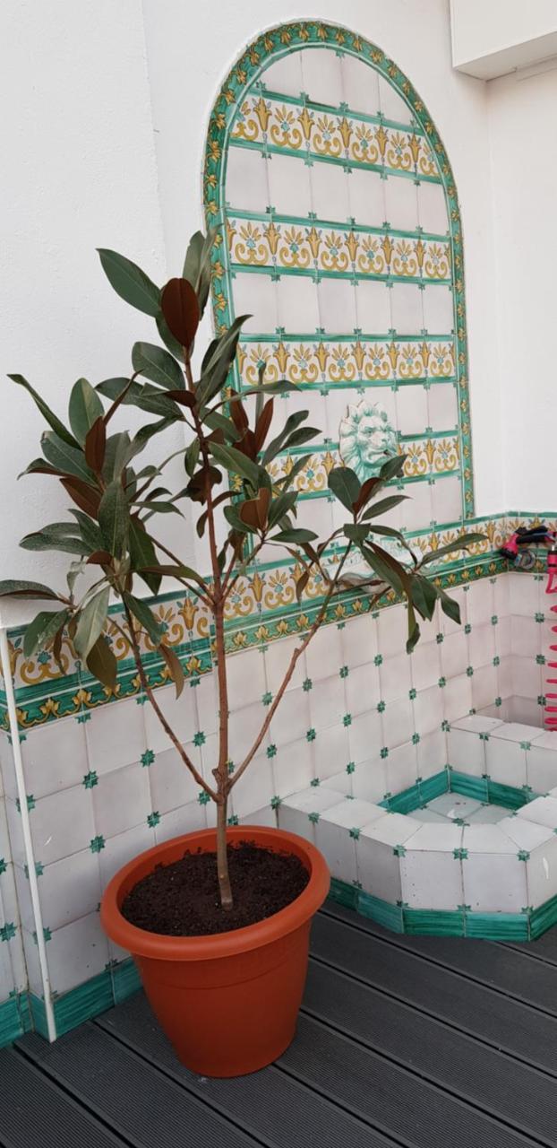 Lux Home - Sierpes Terrace Sevilla Eksteriør billede